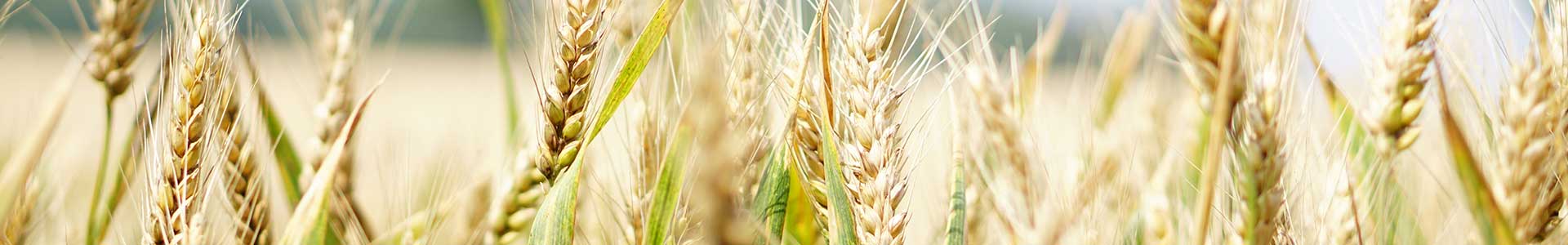 Wheat and Triticale – An Early Spring Marvel