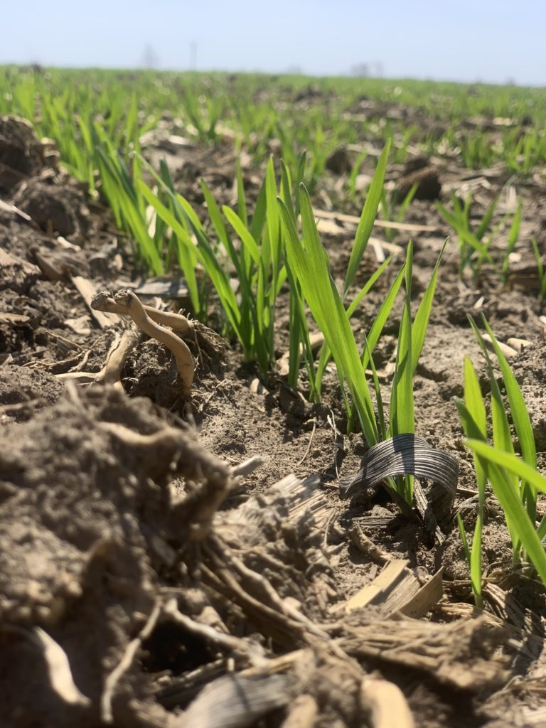 Oats approximately two weeks after planting