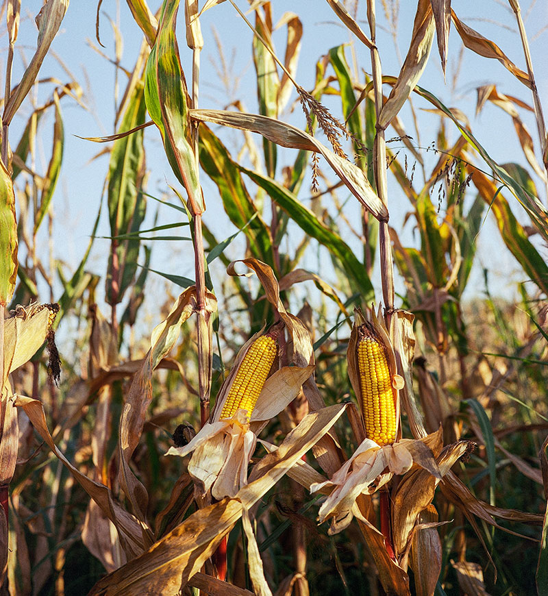 Closeup of field corn on the stalk