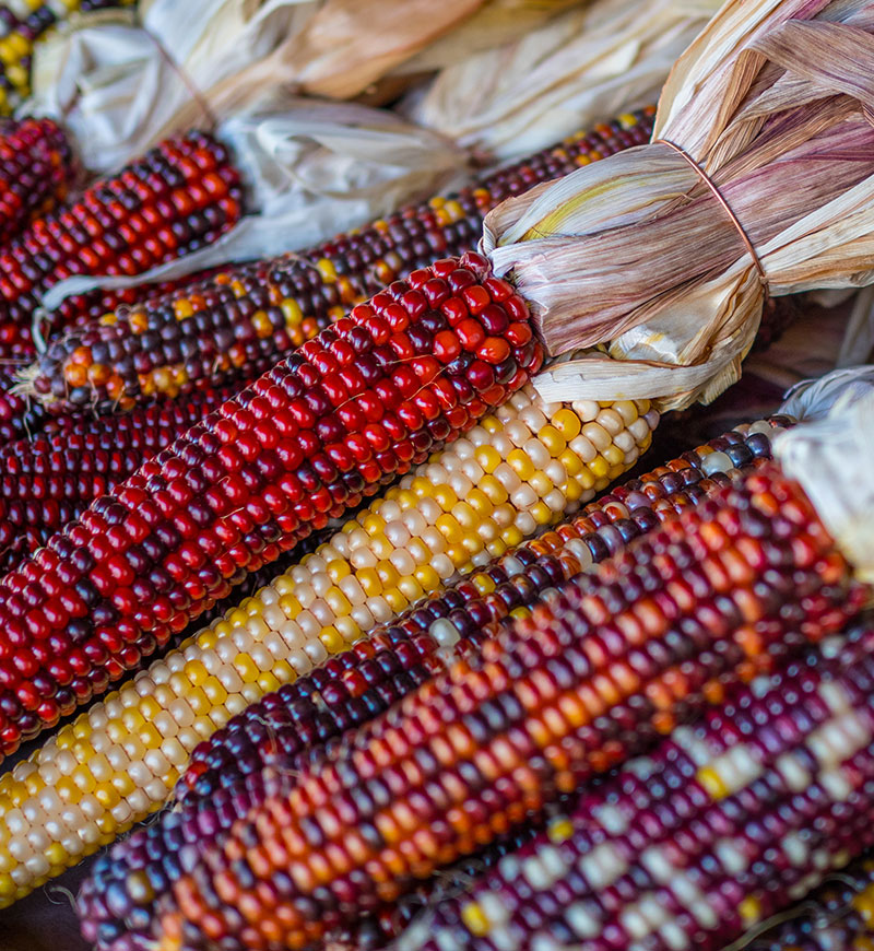 navajo corn