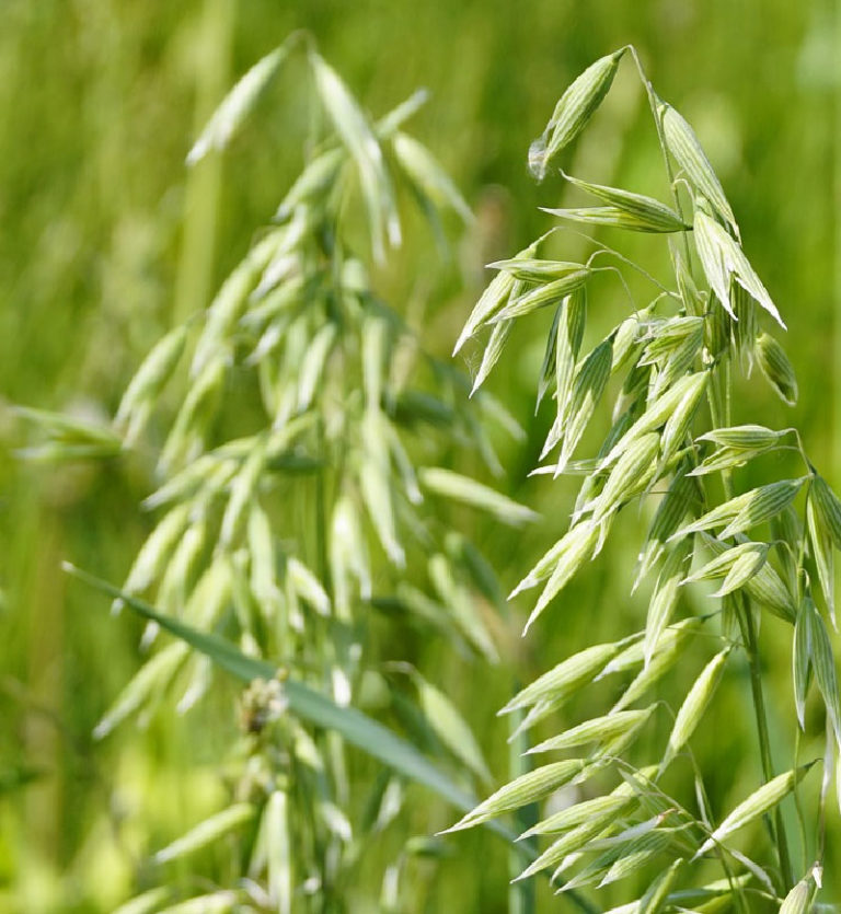 Oats Clearview Farm