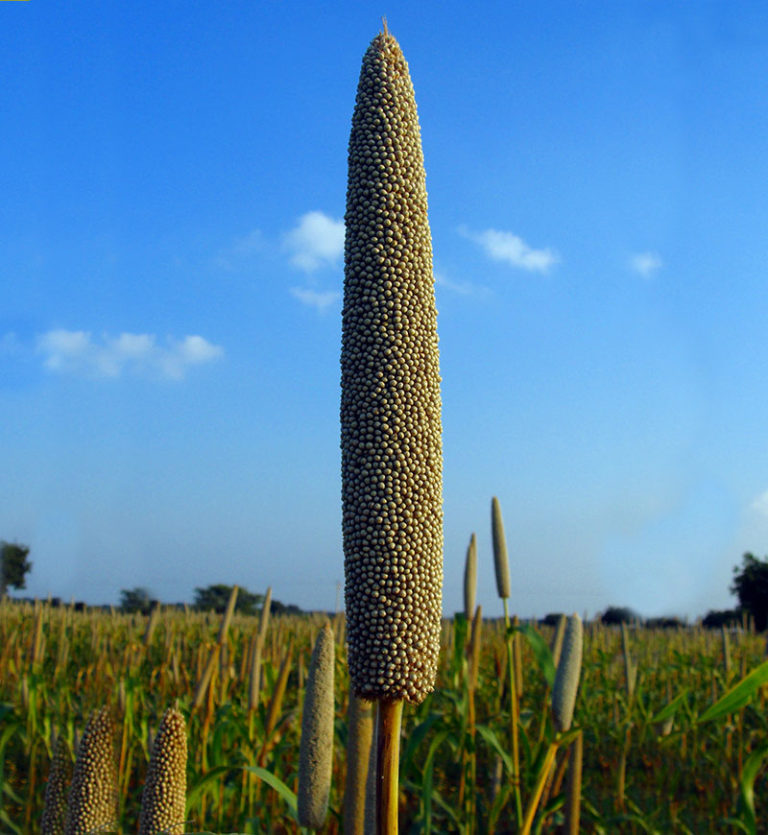 Pearl Millet - Clearview Farm