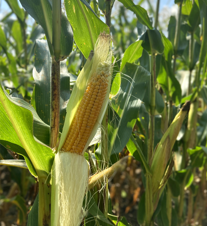 The Popcorn Farm