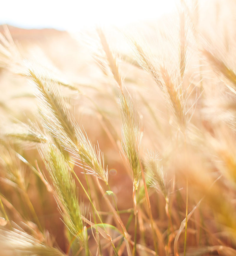 Closeup of barely plants