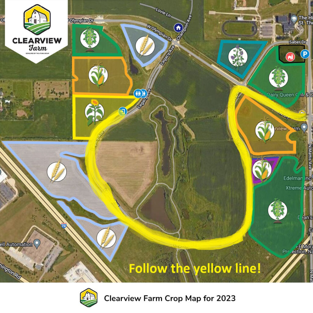 Everything you need to know about the Sunflowers! Clearview Farm