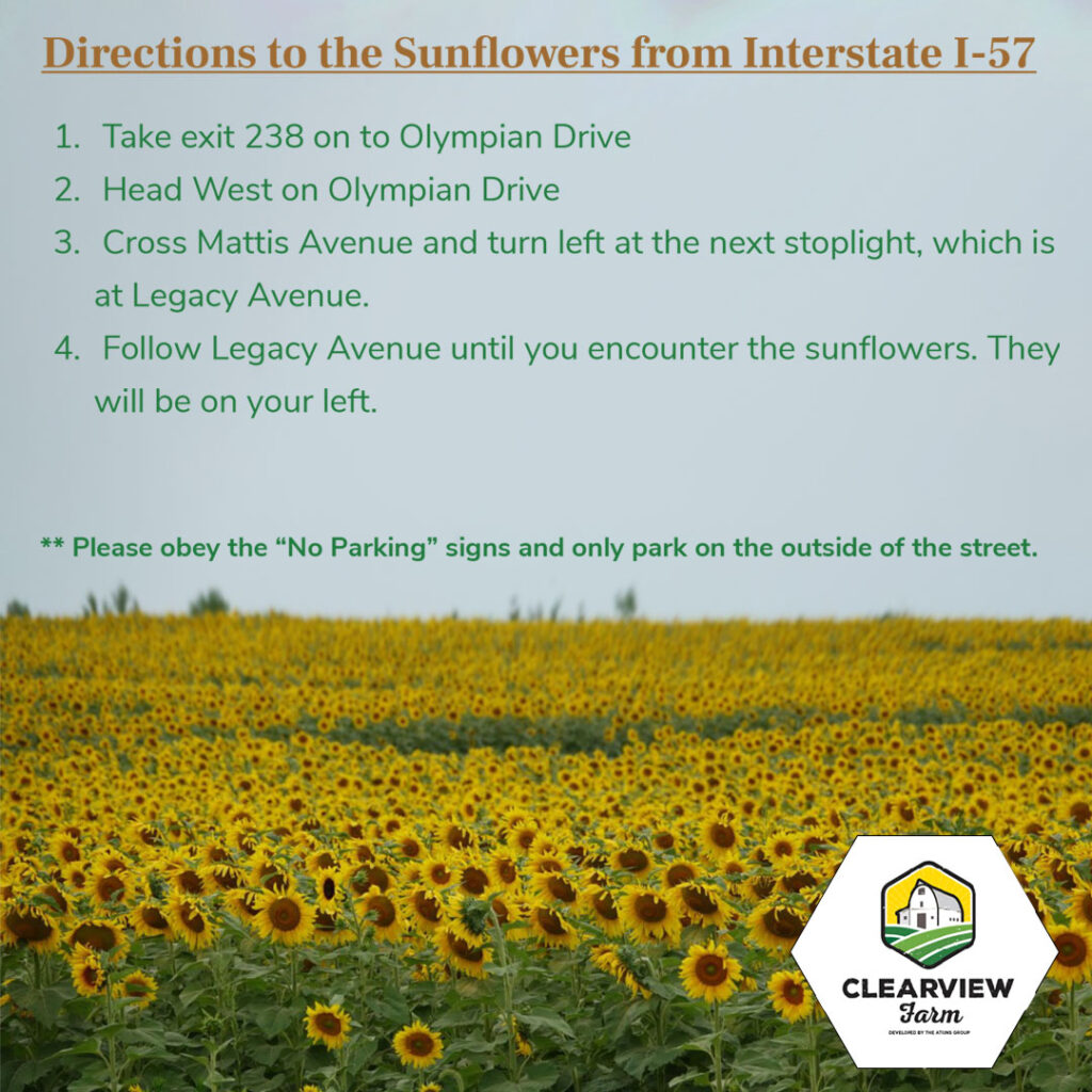 Everything you need to know about the Sunflowers! Clearview Farm