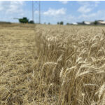 Wheat Season: July End User: Delivered to a grain elevator for delivery to an end user. Soft red winter wheat is commonly used for flour and flour products (cakes, breads, etc).