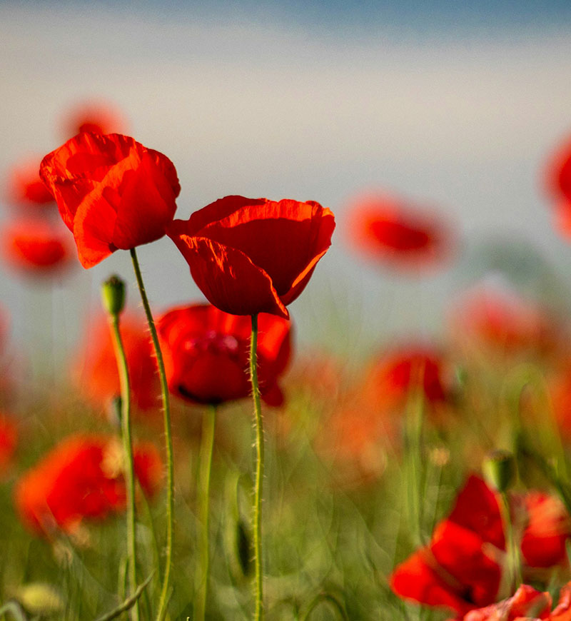 Poppies in bloom