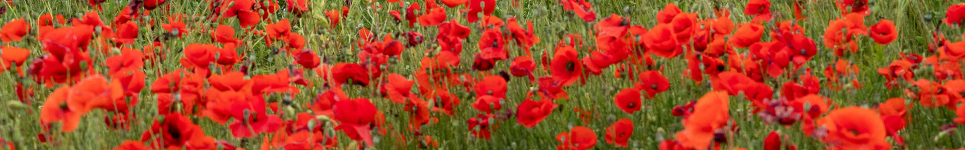 Poppies