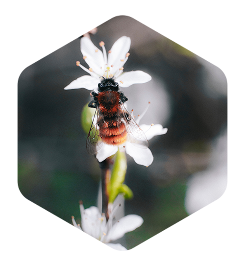 Bee on Flower