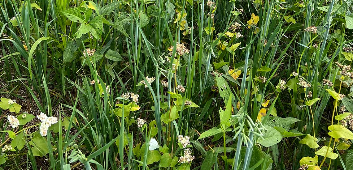 Photo of Cover Crops