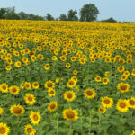 Sunflower field at Clearview Farm