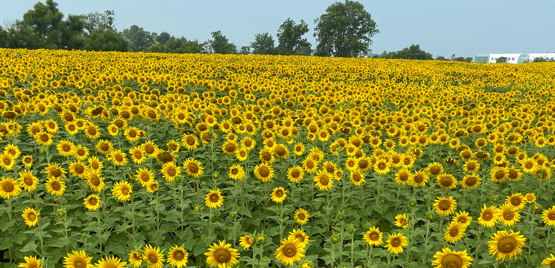 Photo of About the Sunflowers