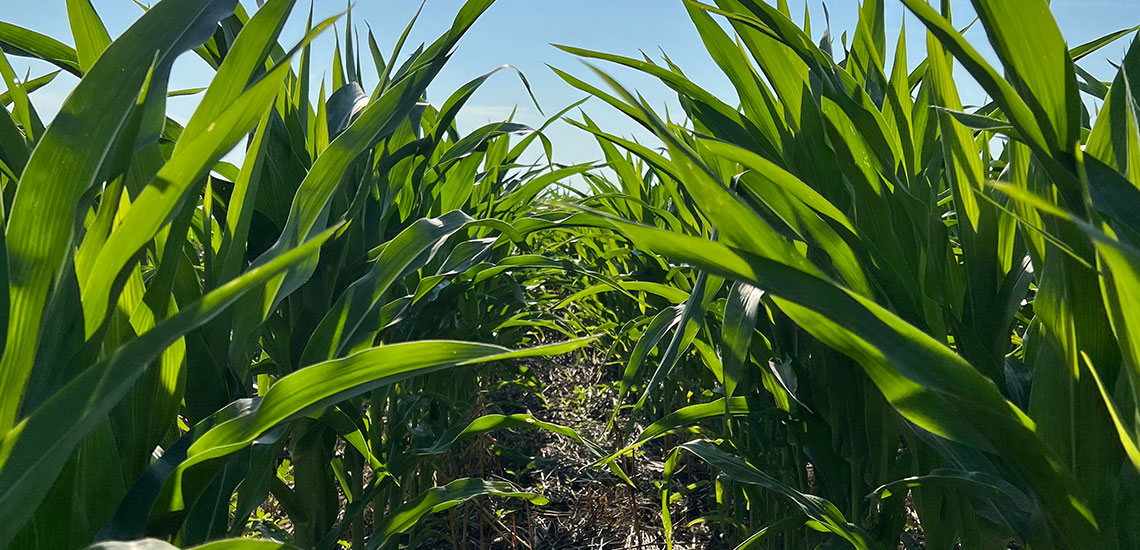 Photo of Field Corn